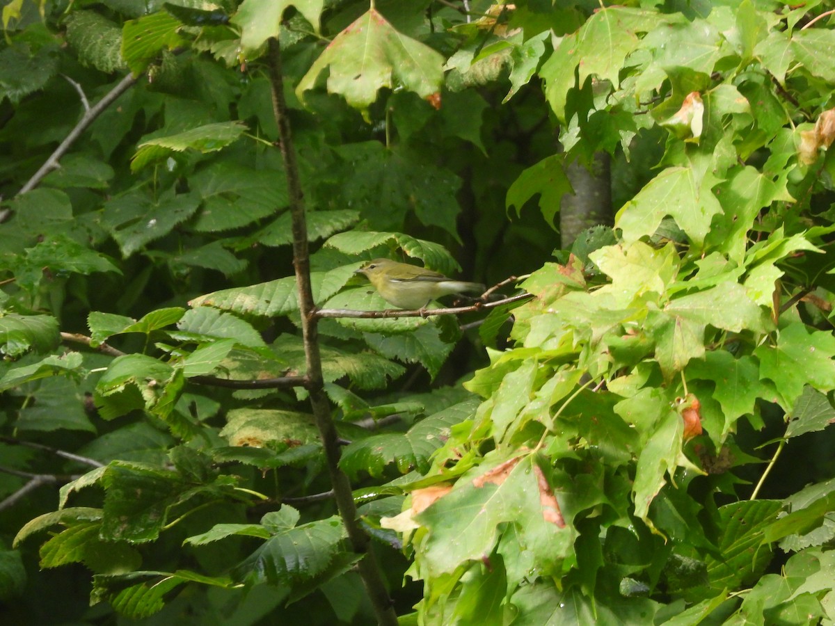Tennessee Warbler - ML638288232