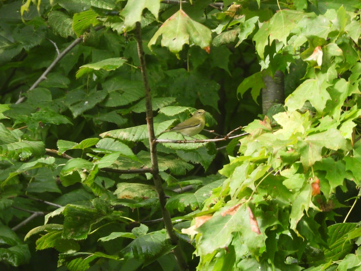 Tennessee Warbler - ML638288233