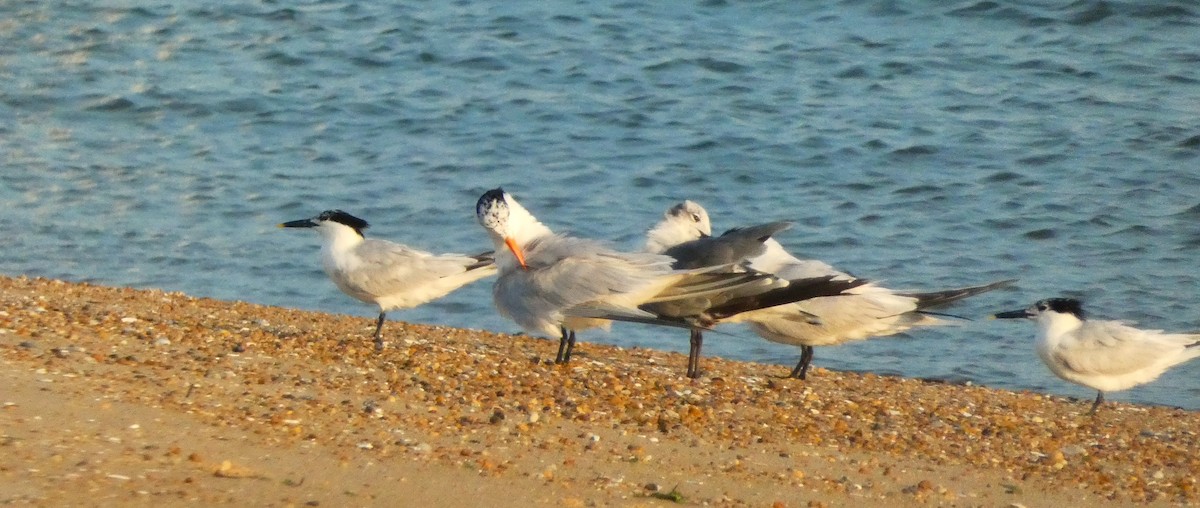 Sandwich Tern - ML638288243