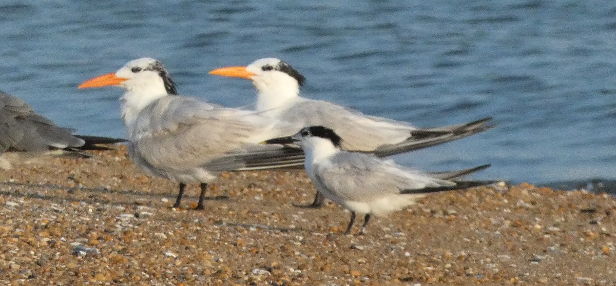 Sandwich Tern - ML638288244