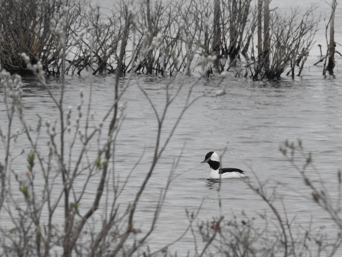 Bufflehead - ML638288245