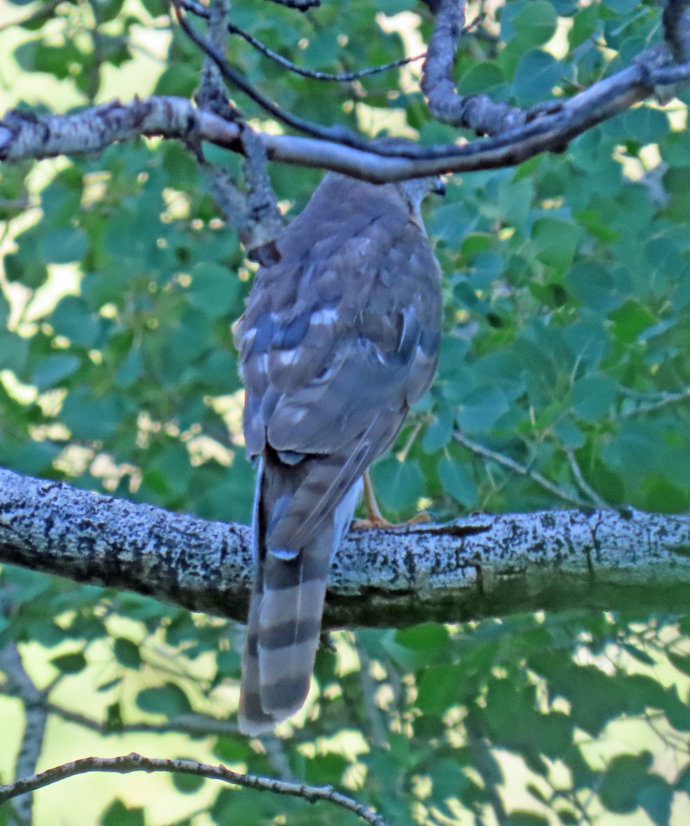 Cooper's Hawk - ML638288257