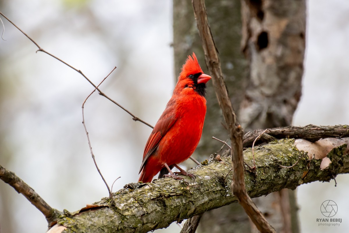 Cardinal rouge - ML638288259