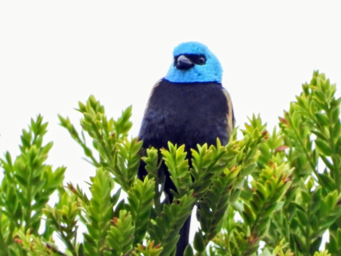 Blue-necked Tanager - ML638288260