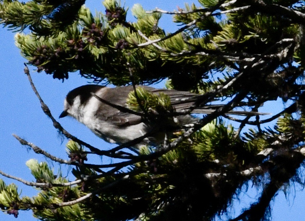 Canada Jay - ML638288264