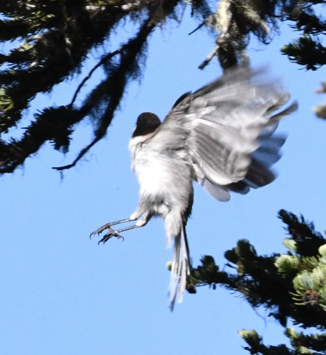 Canada Jay - ML638288265