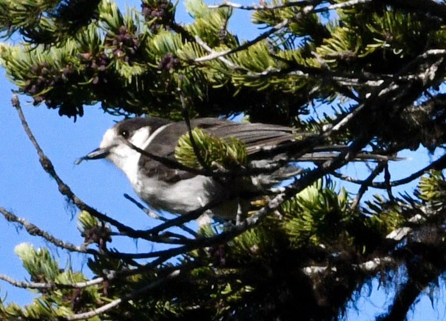 Canada Jay - ML638288266