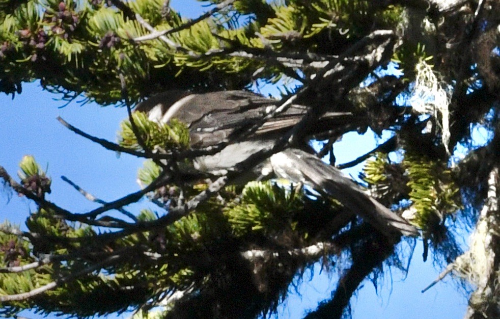 Canada Jay - ML638288267