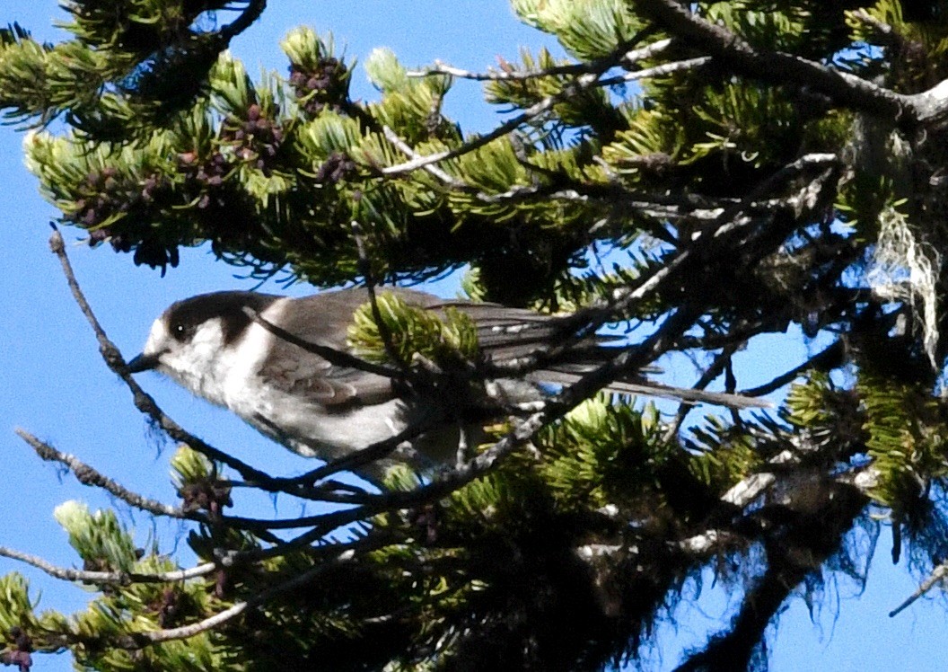 Canada Jay - ML638288268