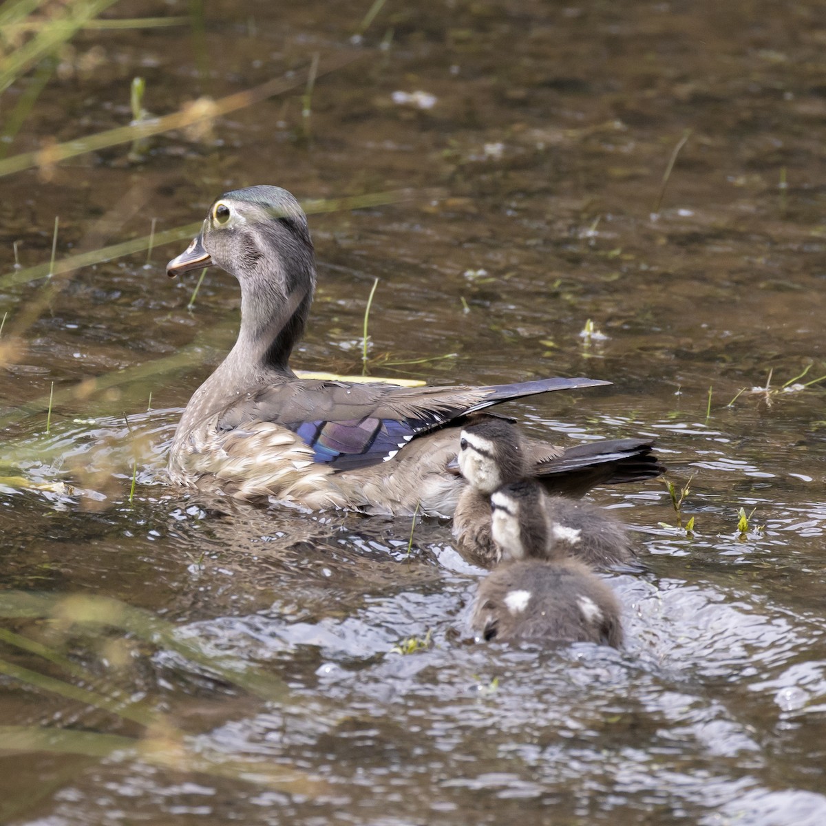 Canard branchu - ML638288278