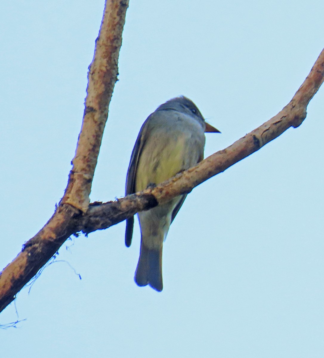 Western Wood-Pewee - ML638288286