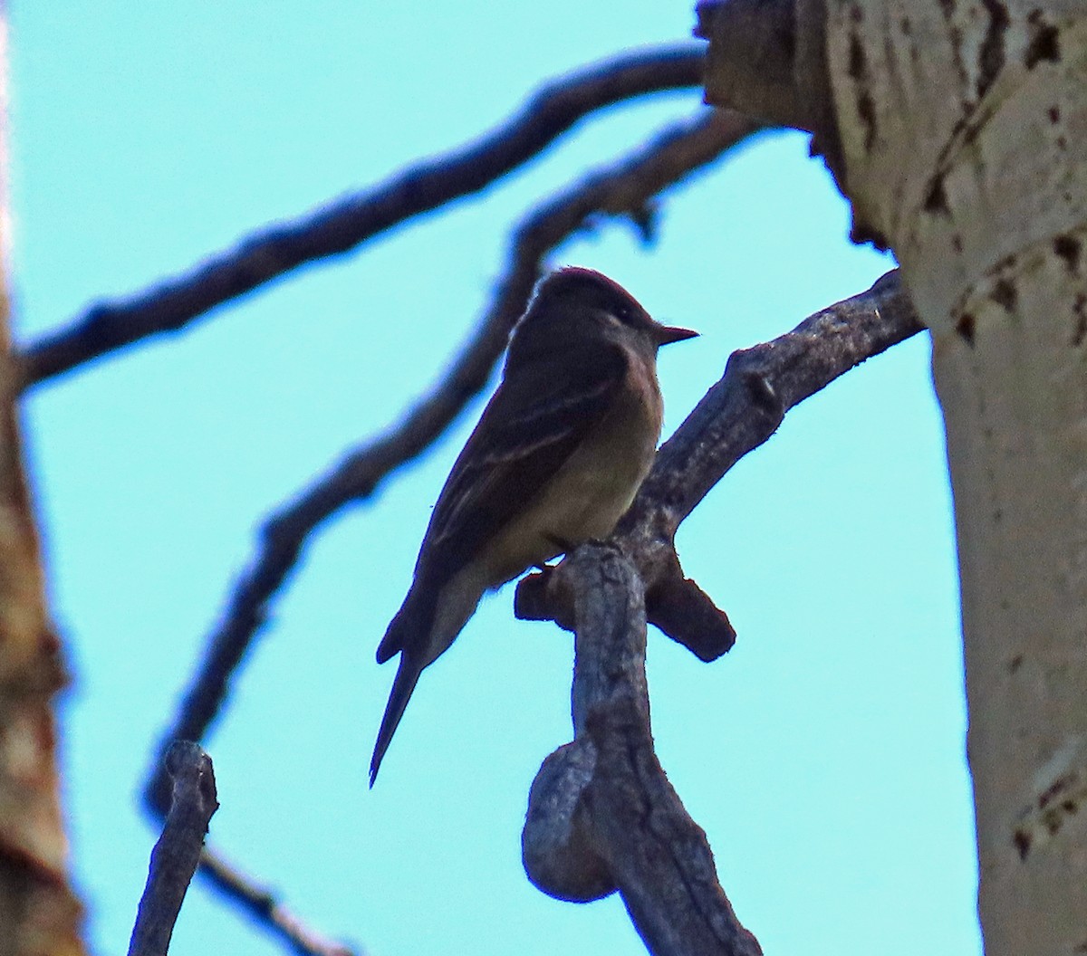 Western Wood-Pewee - ML638288287