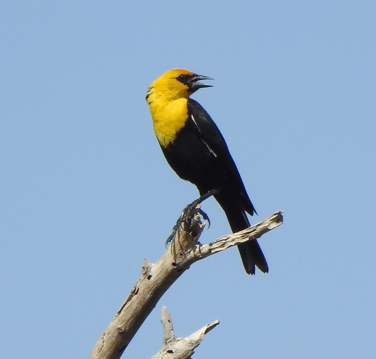 Yellow-headed Blackbird - ML638288290
