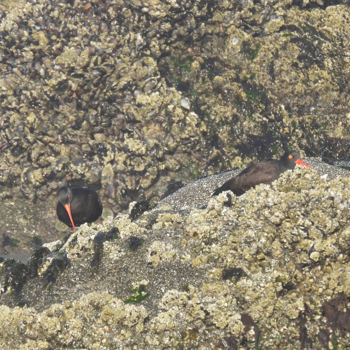 Black Oystercatcher - ML638288301