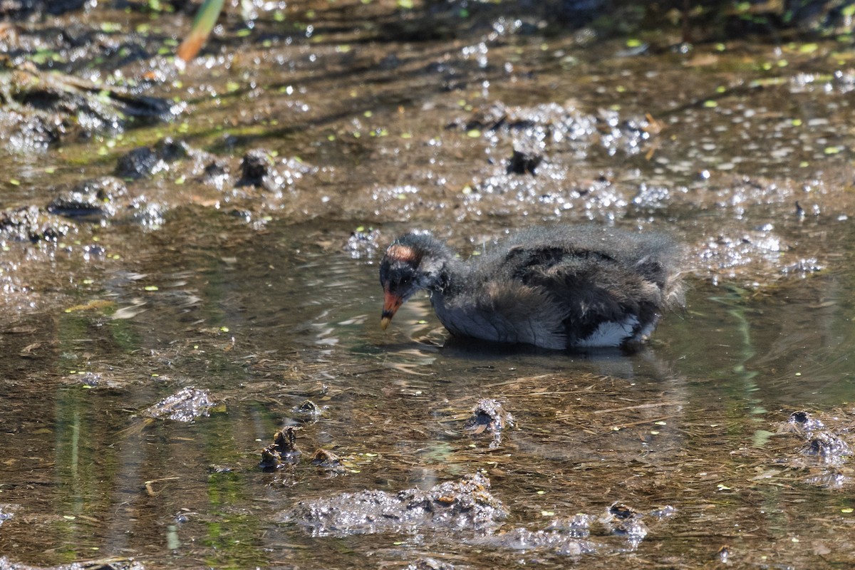 Common Gallinule - ML638288310