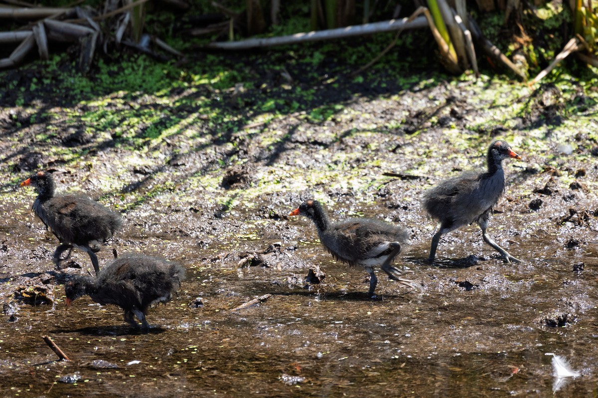 Common Gallinule - ML638288311