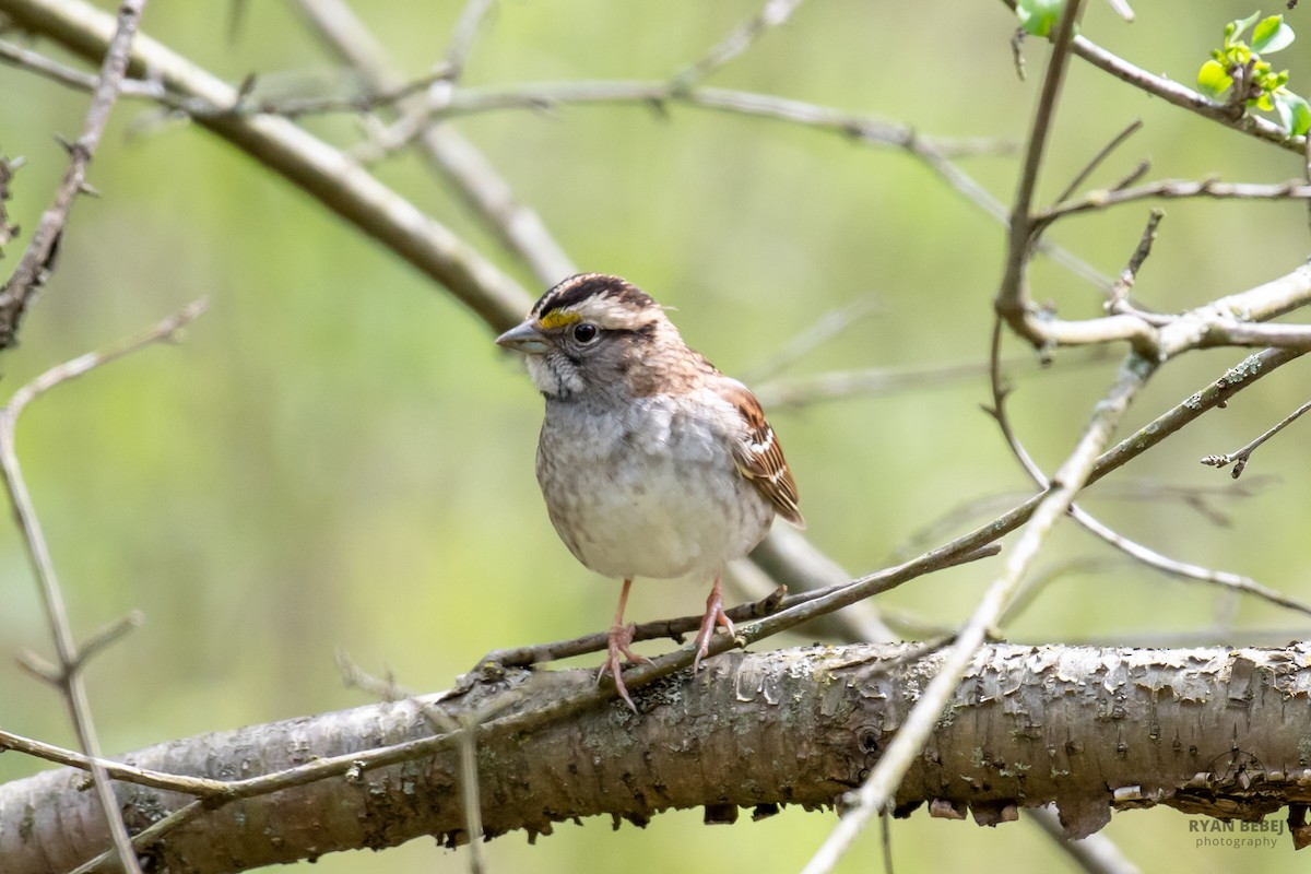 White-throated Sparrow - ML638288312