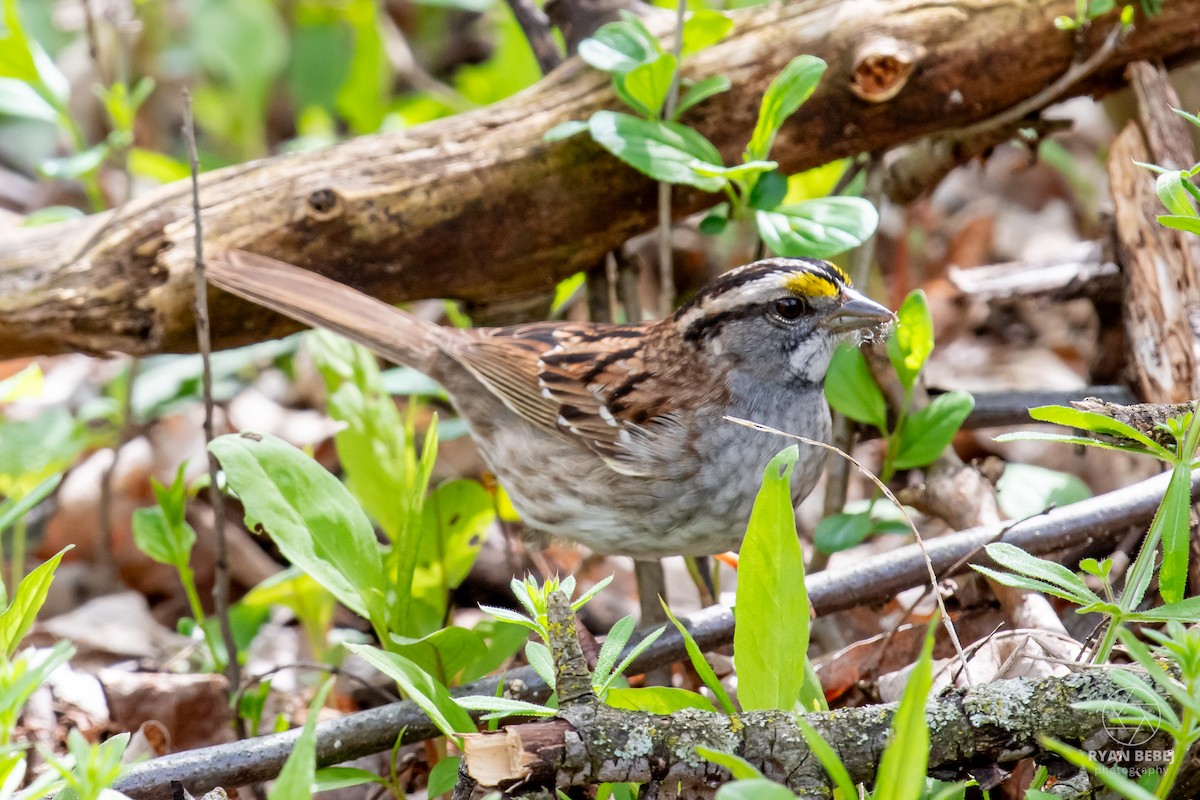 White-throated Sparrow - ML638288315
