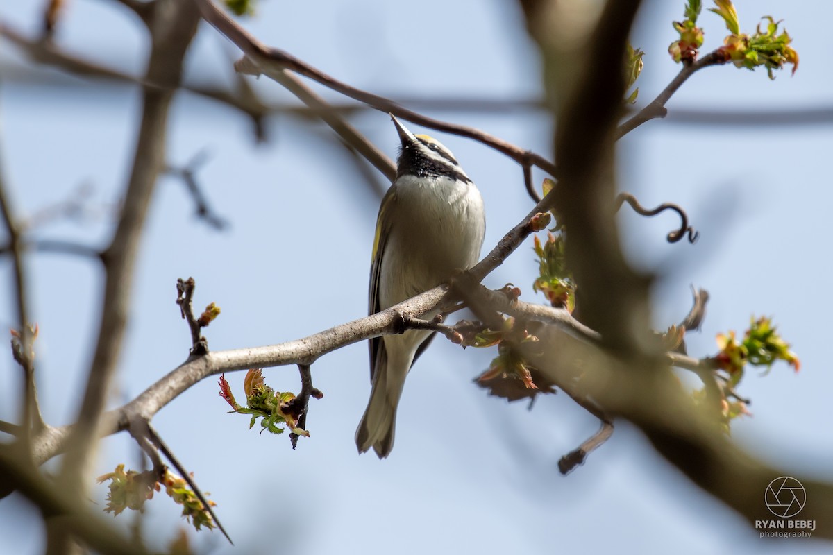 Paruline à ailes dorées - ML638288331