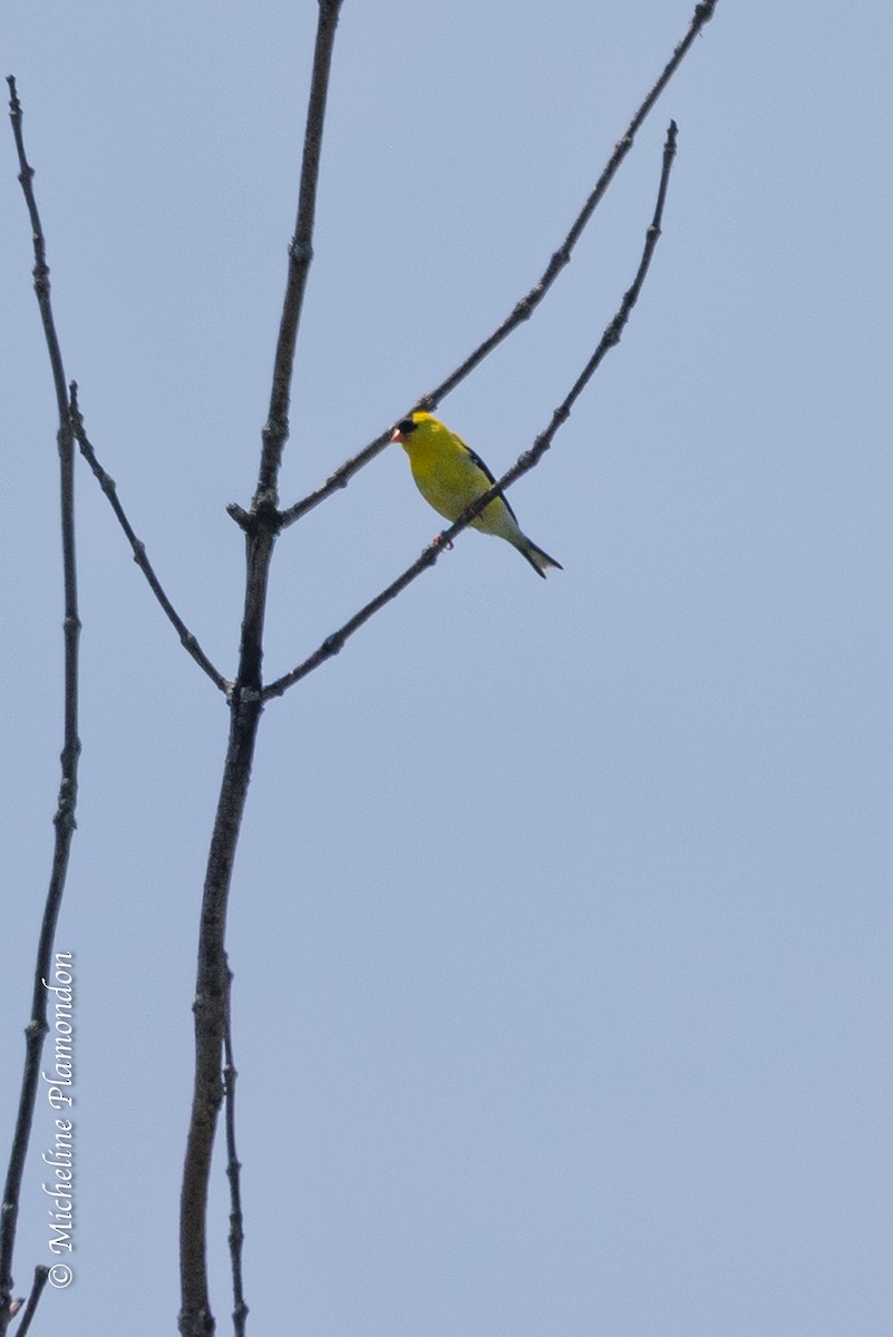 Chardonneret jaune - ML638288334