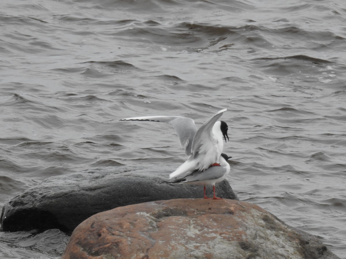 Mouette de Bonaparte - ML638288336