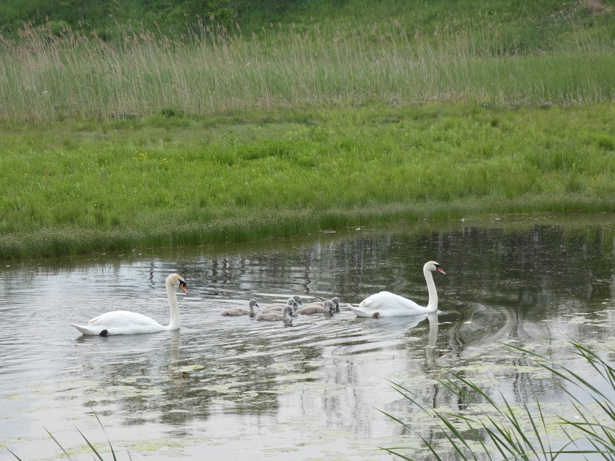 Cygne tuberculé - ML638288352