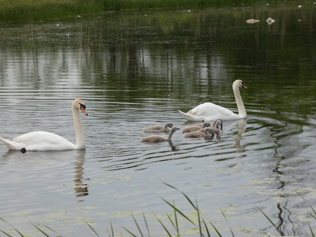 Cygne tuberculé - ML638288356