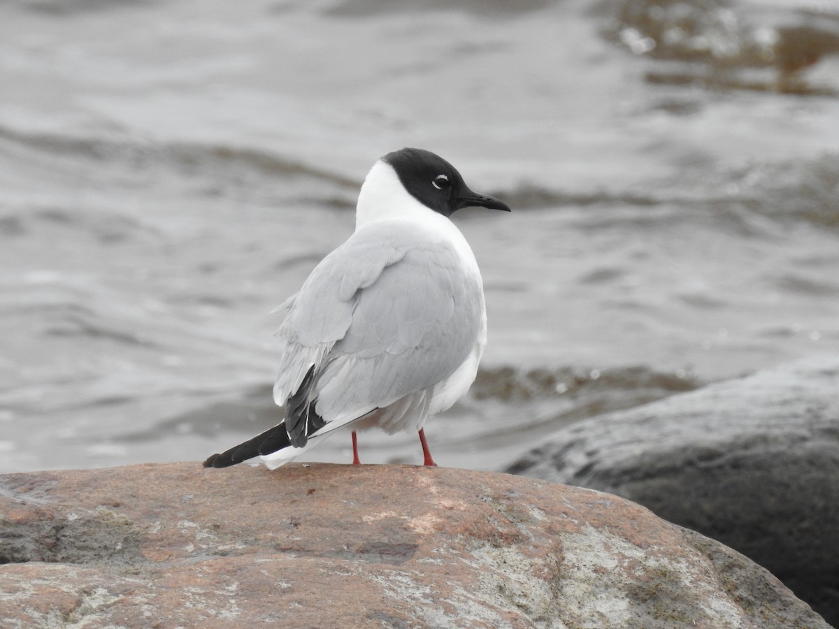 Mouette de Bonaparte - ML638288360