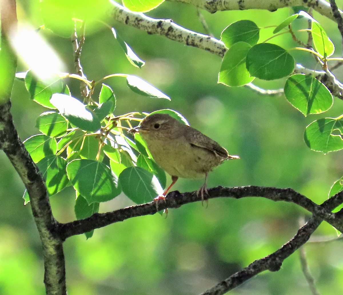 Northern House Wren - ML638288367