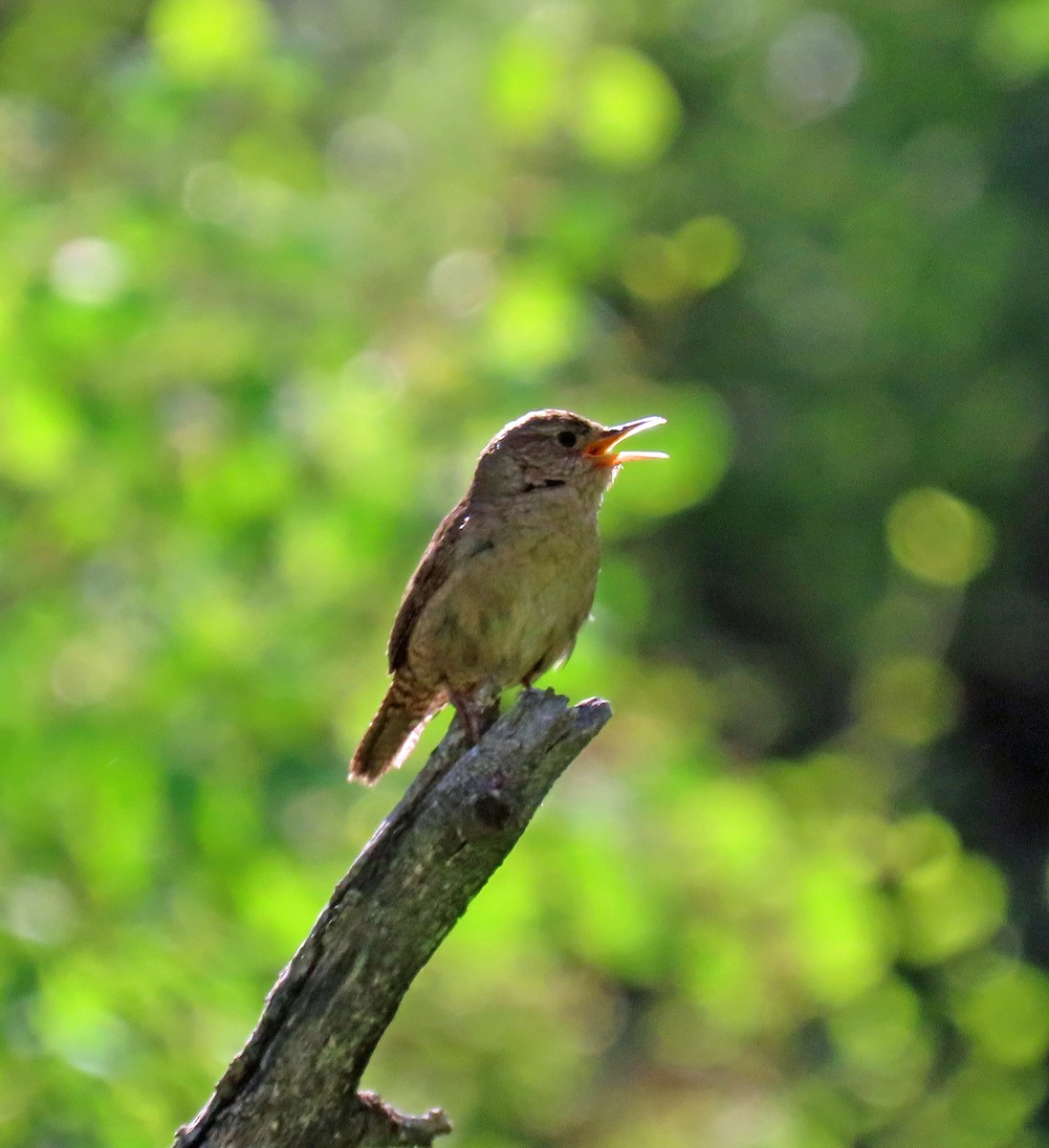 Northern House Wren - ML638288368