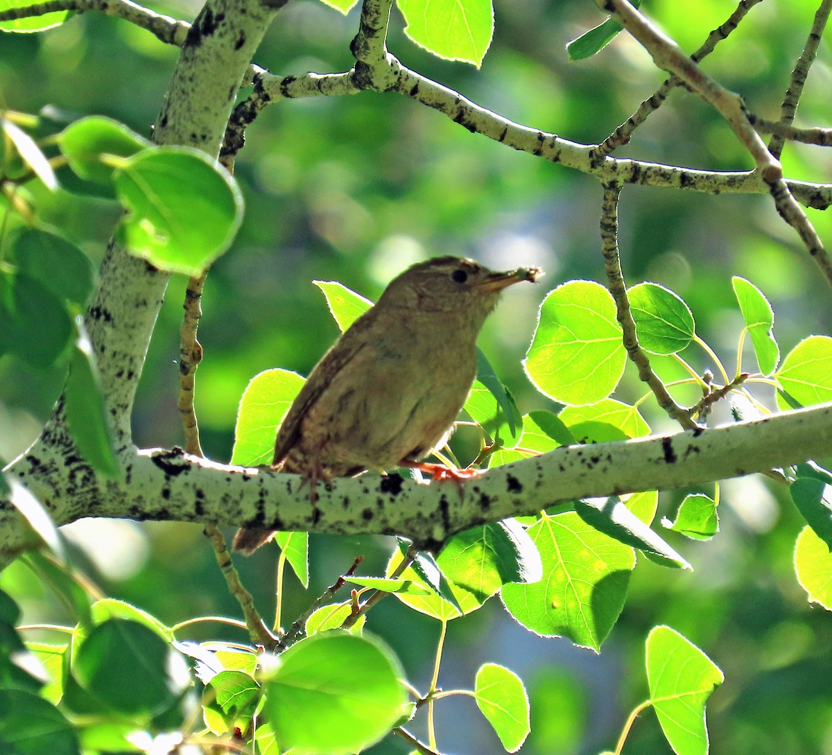 Northern House Wren - ML638288369