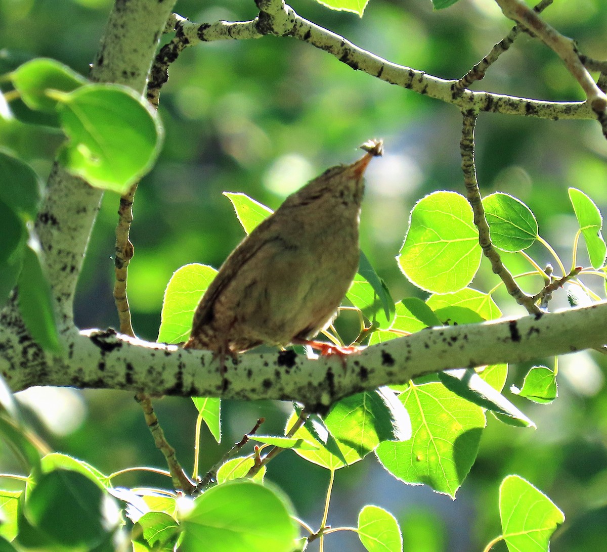 Northern House Wren - ML638288370