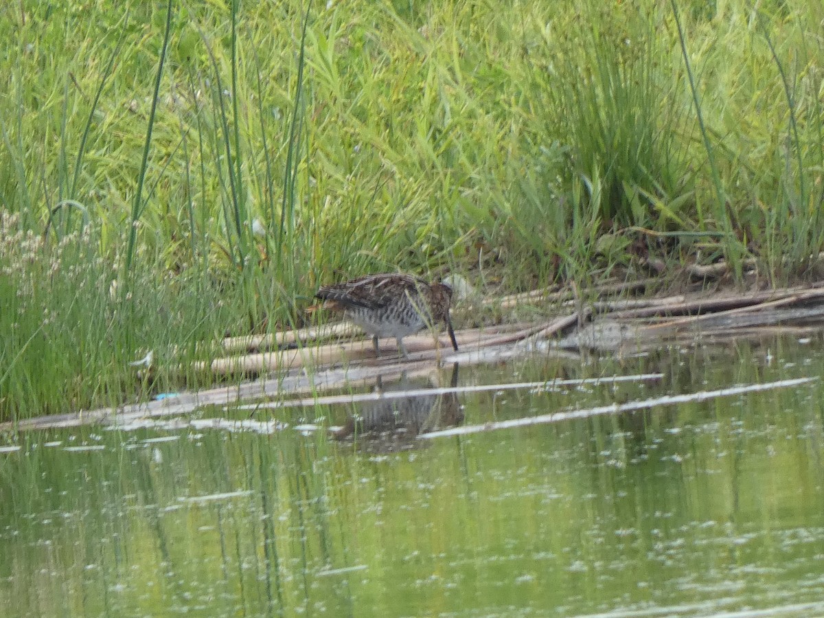 Wilson's Snipe - ML638288374