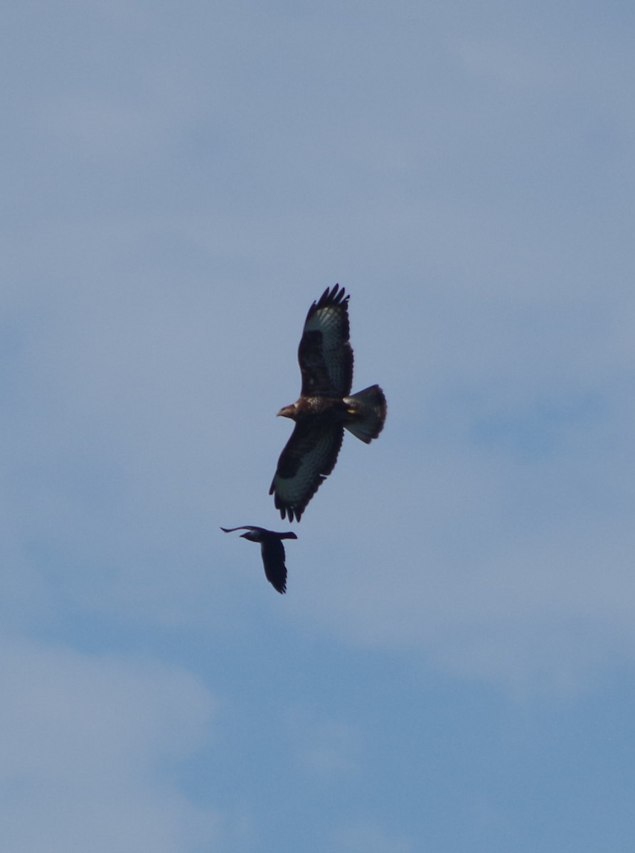 Common Buzzard - ML638288375