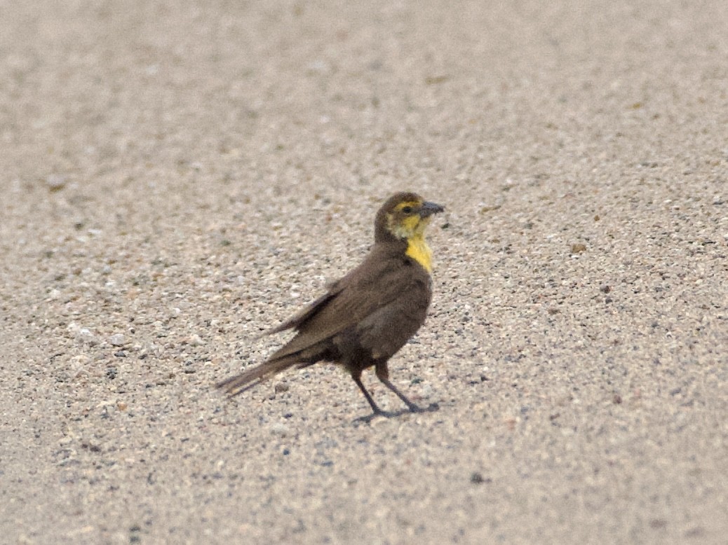 Yellow-headed Blackbird - ML638288377
