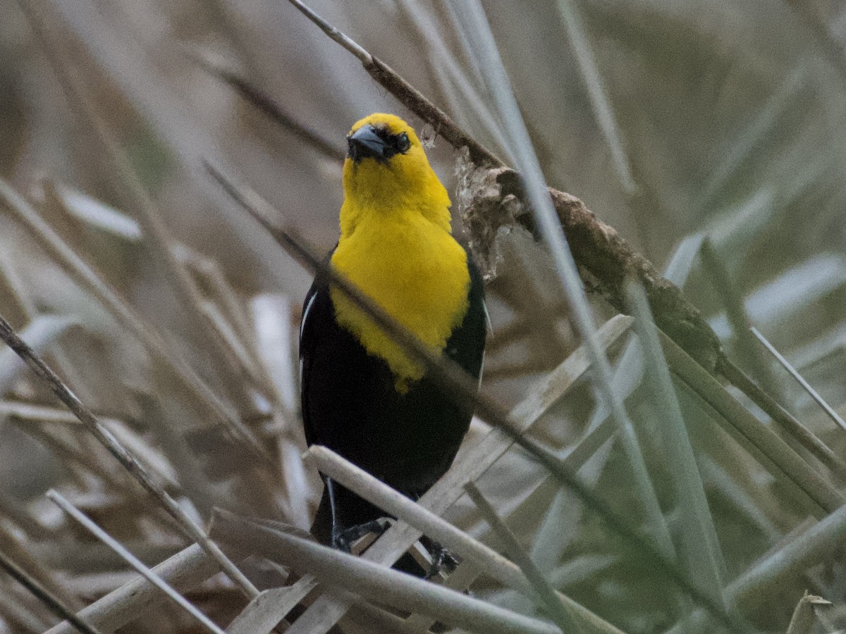 Yellow-headed Blackbird - ML638288380