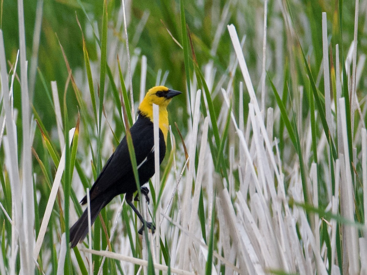Yellow-headed Blackbird - ML638288381