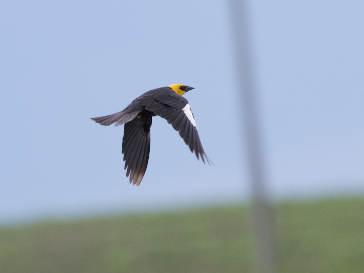 Yellow-headed Blackbird - ML638288382