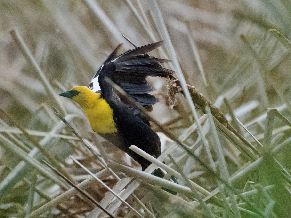 Yellow-headed Blackbird - ML638288383