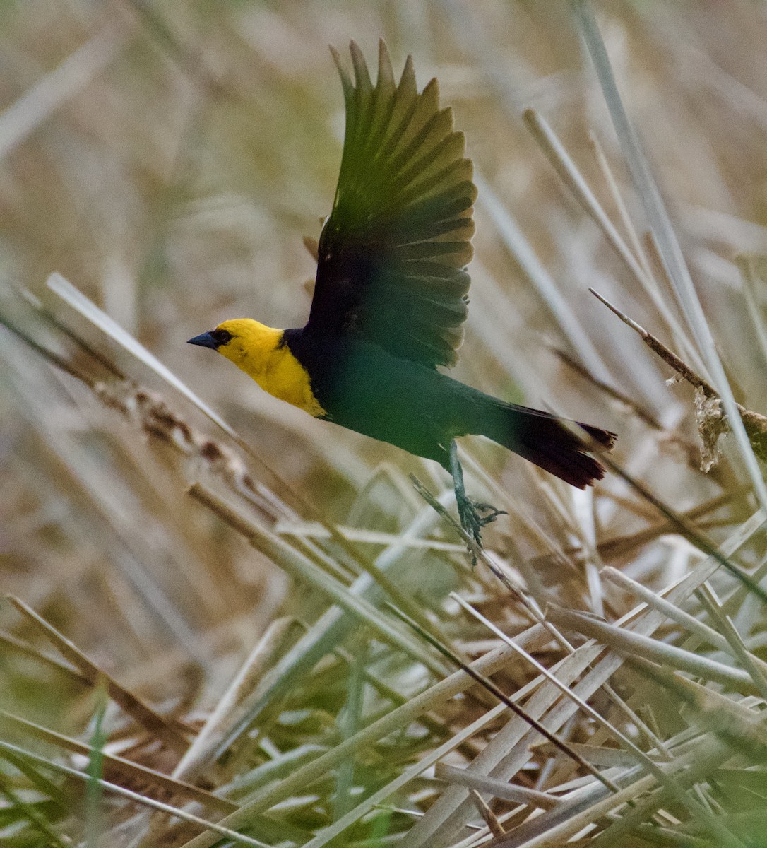 Yellow-headed Blackbird - ML638288384
