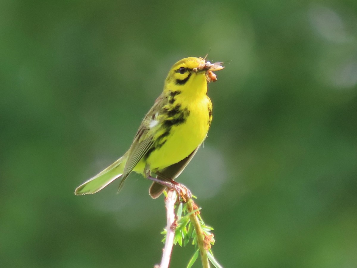 Prairie Warbler - ML638288385
