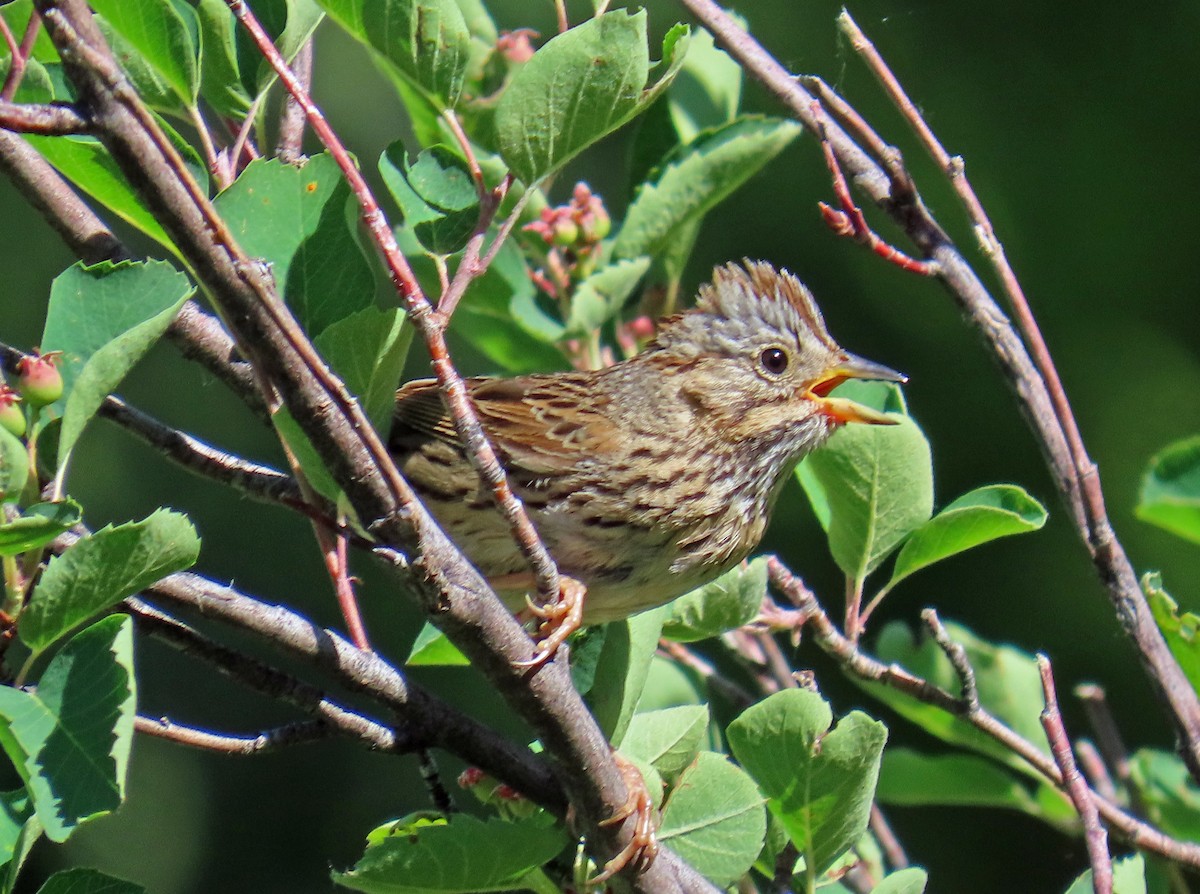 Lincoln's Sparrow - ML638288392