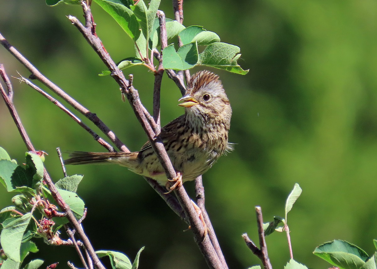 Lincoln's Sparrow - ML638288393