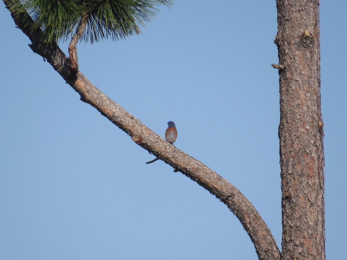 Western Bluebird - ML638288400