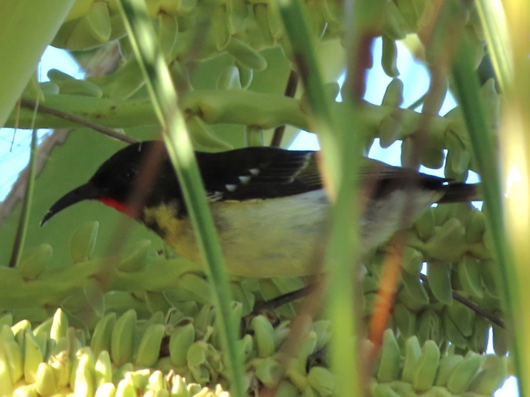 Sulphur-breasted Myzomela - ML638288401