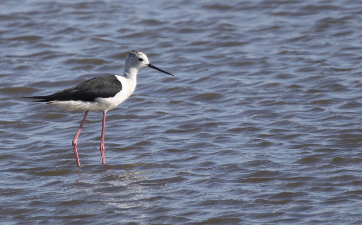 Black-winged Stilt - ML638288413