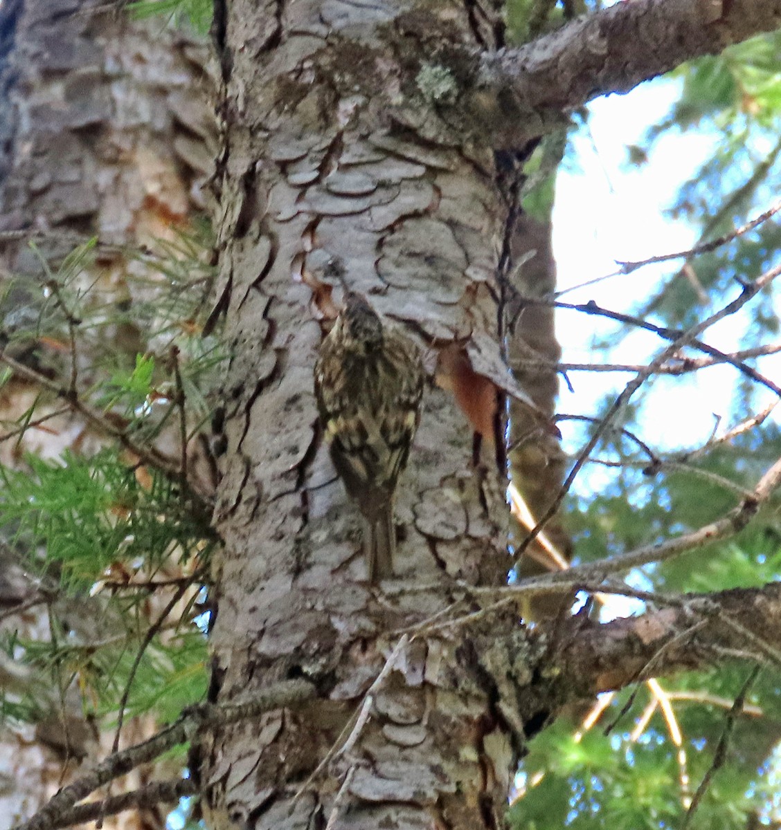 Brown Creeper - ML638288416