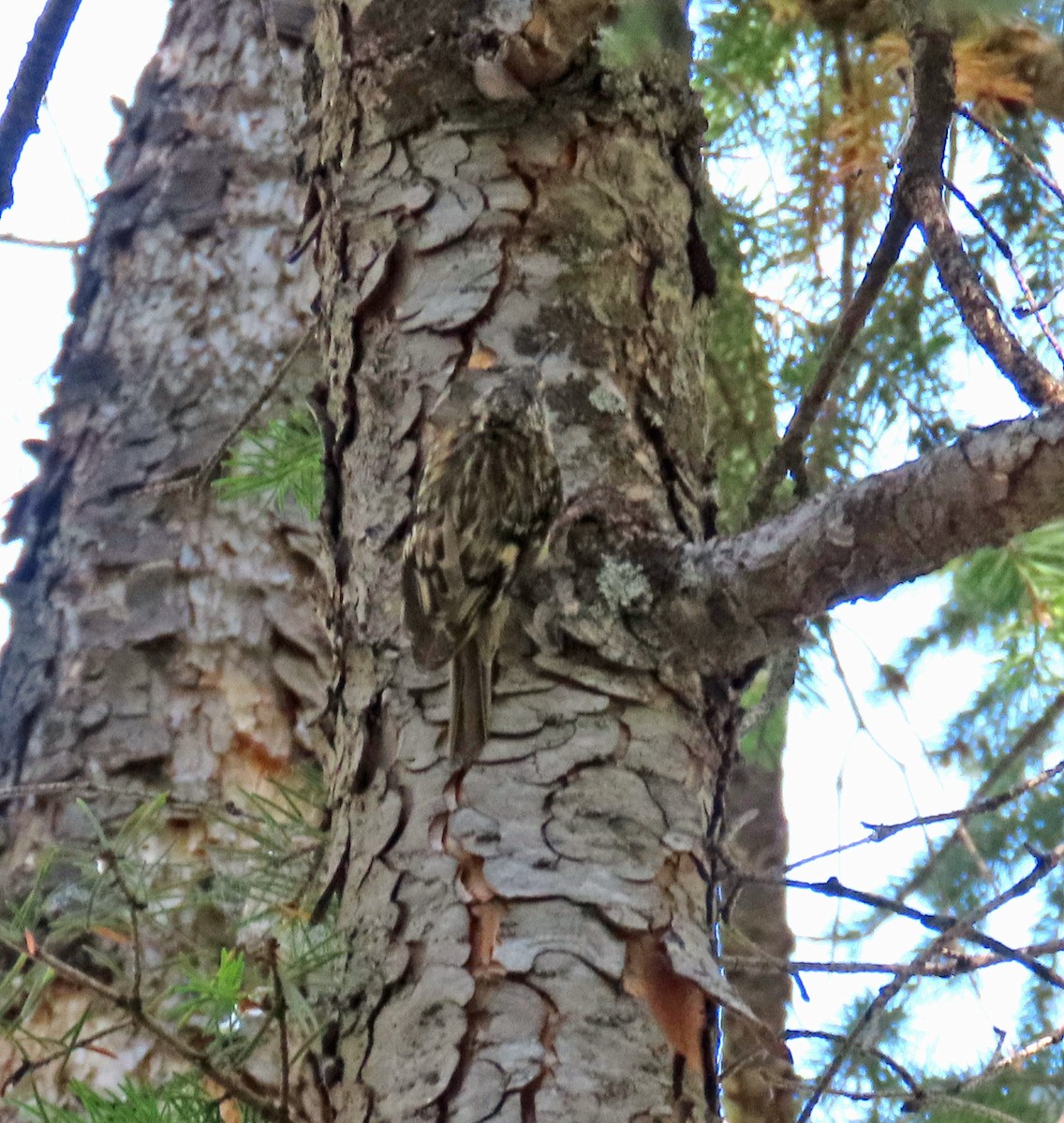 Brown Creeper - ML638288417