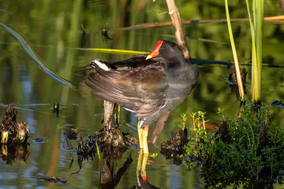 Common Gallinule - ML638288432