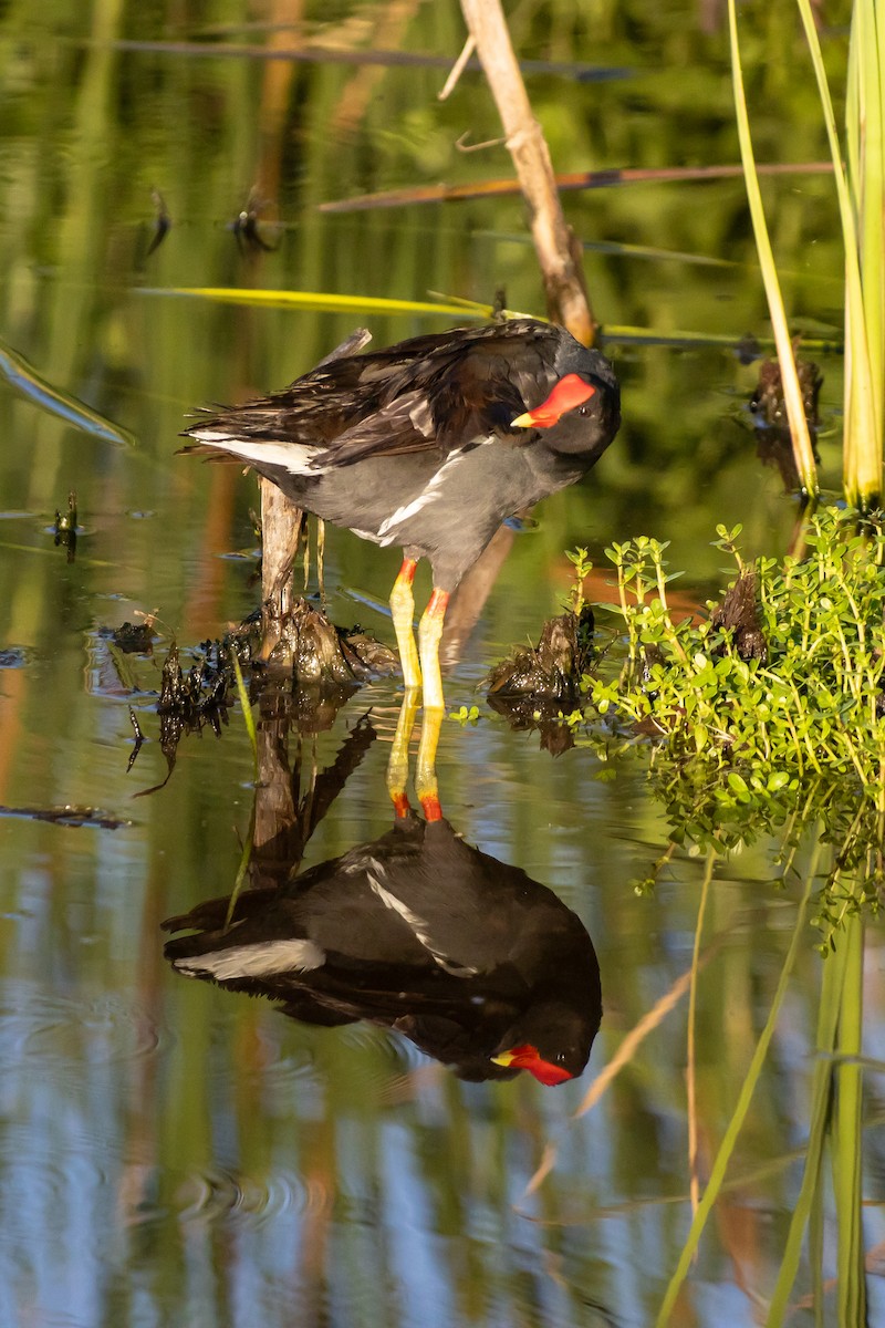 Common Gallinule - ML638288433